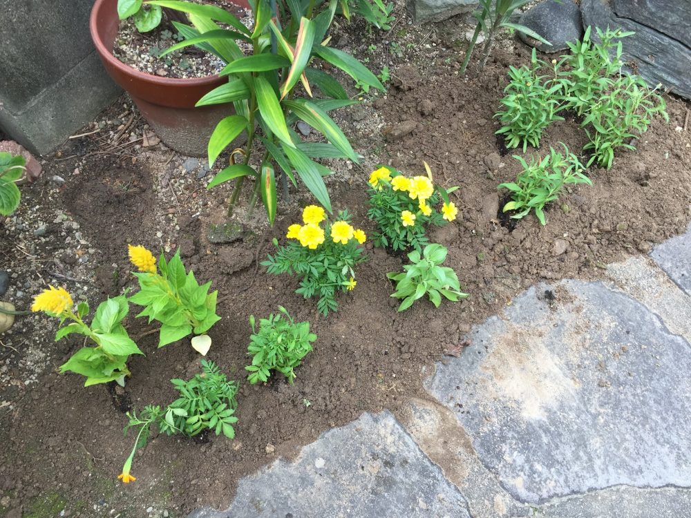 摘芯したマリーゴールドを含めて、10株ほど、デザインした通りに植わりました。