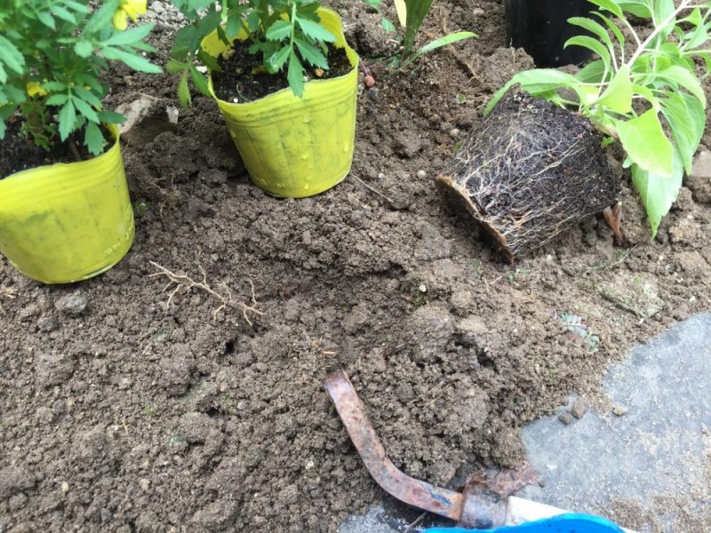 摘芯したマリーゴールドを植える時は、ねじり鎌を使うことで、土を掘り返さなくても植えることができて手軽です。