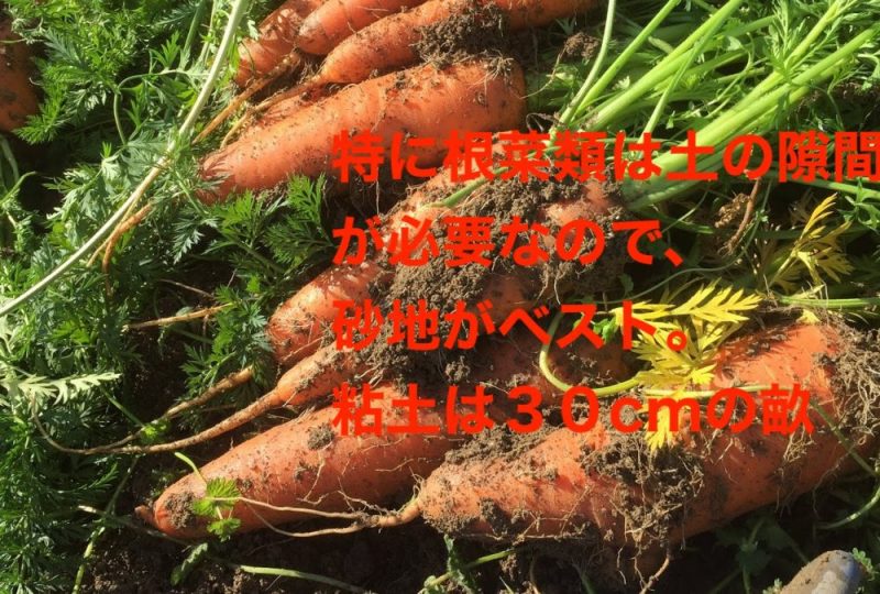 特に根菜類は土の隙間が必要なので、堆肥を混ぜた上で畝の高さを30cmにします。
