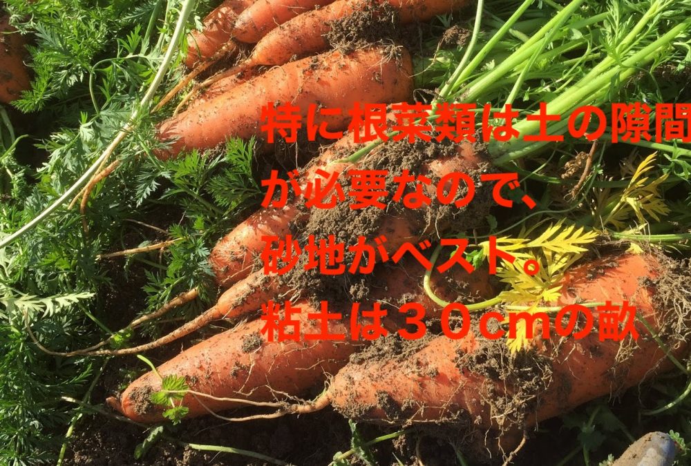 特に根菜類は土の隙間が必要なので、堆肥を混ぜた上で畝の高さを30cmにします。