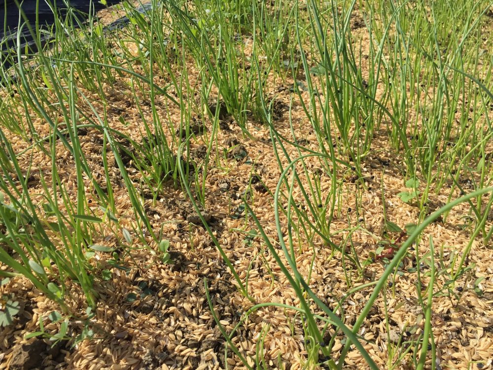 玉ねぎのタネをまいて、土が見えなくなるほど籾殻を入れた。生育や発芽は大丈夫。