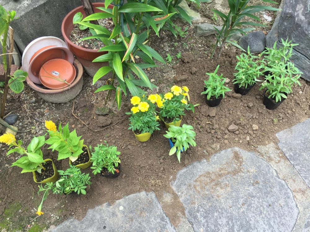 マリーゴールドの苗を植える予定の場所に、ポットに入れたまま仮置きします。デザインです。