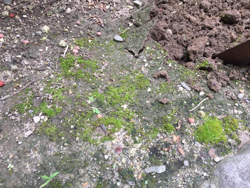 マリーゴールドの苗を植える前の土です。スコップで20cm掘ります。