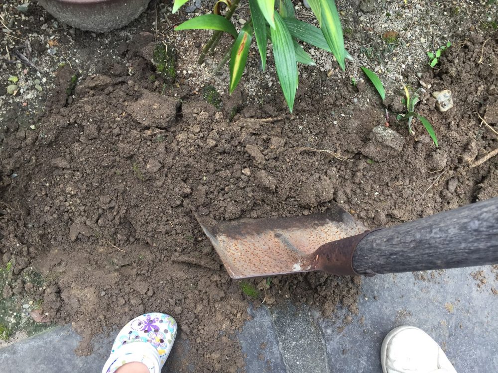マリーゴールドの苗を植える予定の場所をほぐし、表面をならしました。
