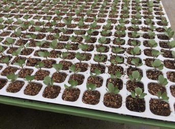 ホストップ液肥を使い、均一にキャベツ苗を育てる