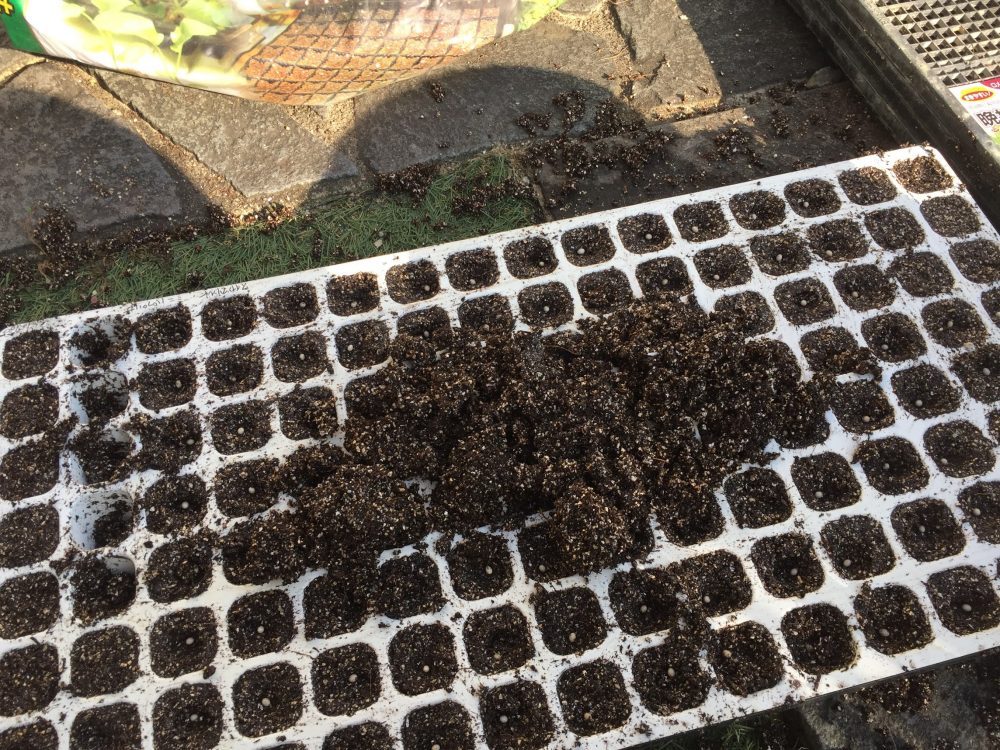 さらに土を載せて、穴に土を入れ込みます。土は、先ほどのベタベタのタキイの種まき培土です。