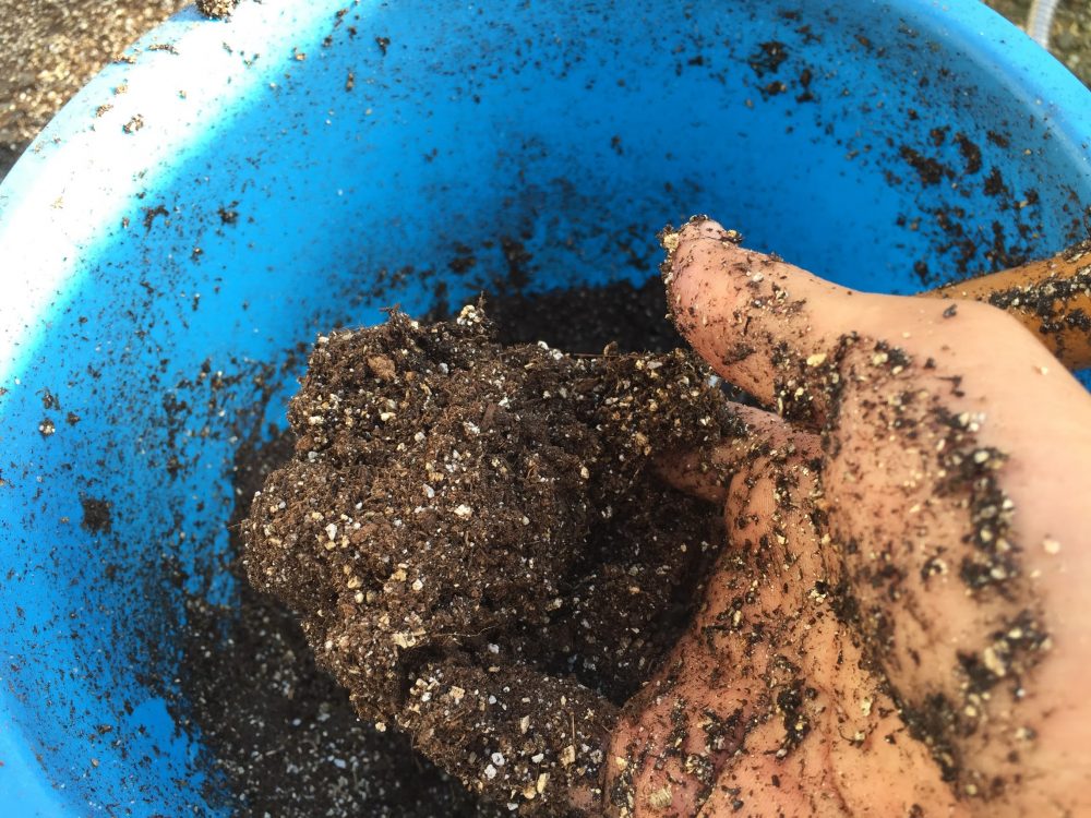 タキイの種まき培土をバケツに入れます。土はパサパサです。