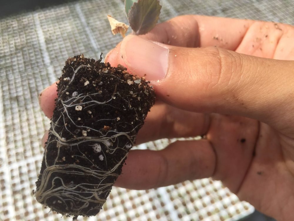 根は野菜の根源です。液肥を上手に使います。