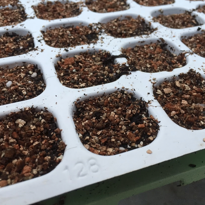 肥料切れしないキャベツ栽培