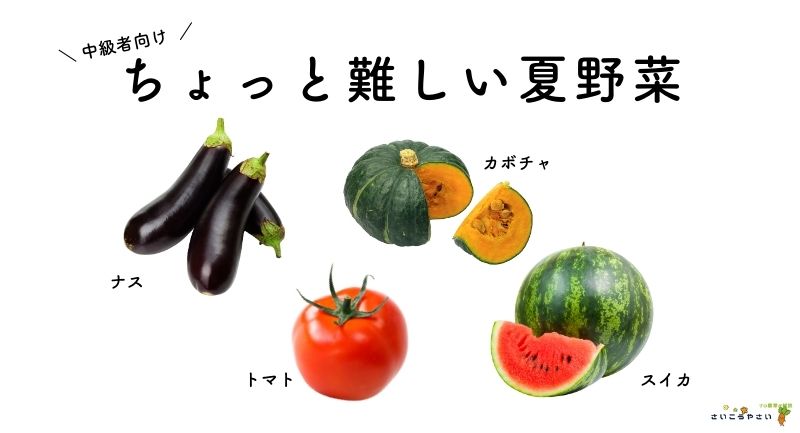 中級者向けの夏野菜4種類です。