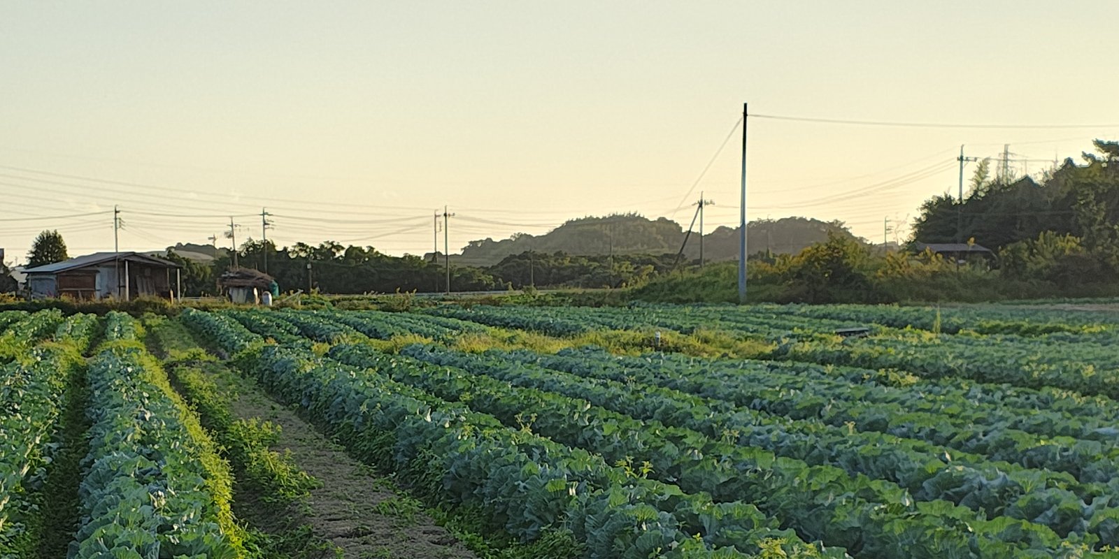 夕方の畑の畝